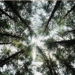 Looking up from inside a confer wood, near Pen Y Fan