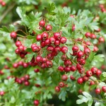 Hawthorn Berries in full bloom